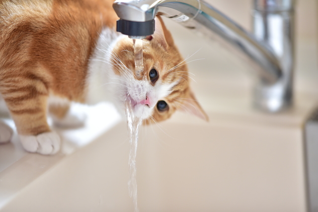 水道代を節約！お風呂・トイレ・食器洗いなどでの節水方法を解説