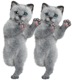 写真:並んで踊る猫