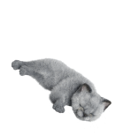 写真:眠る猫