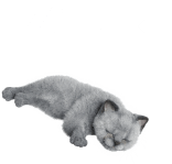 写真:眠る猫